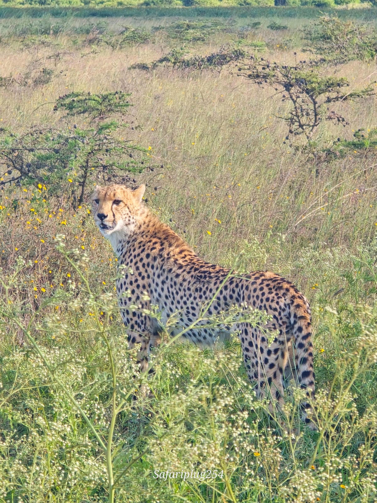 Cheetah Kenya